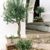 deco olive tree