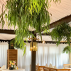 Hanging Green Plants