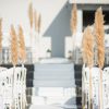 Pampas Grass