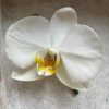 Buttonhole-with- orchid